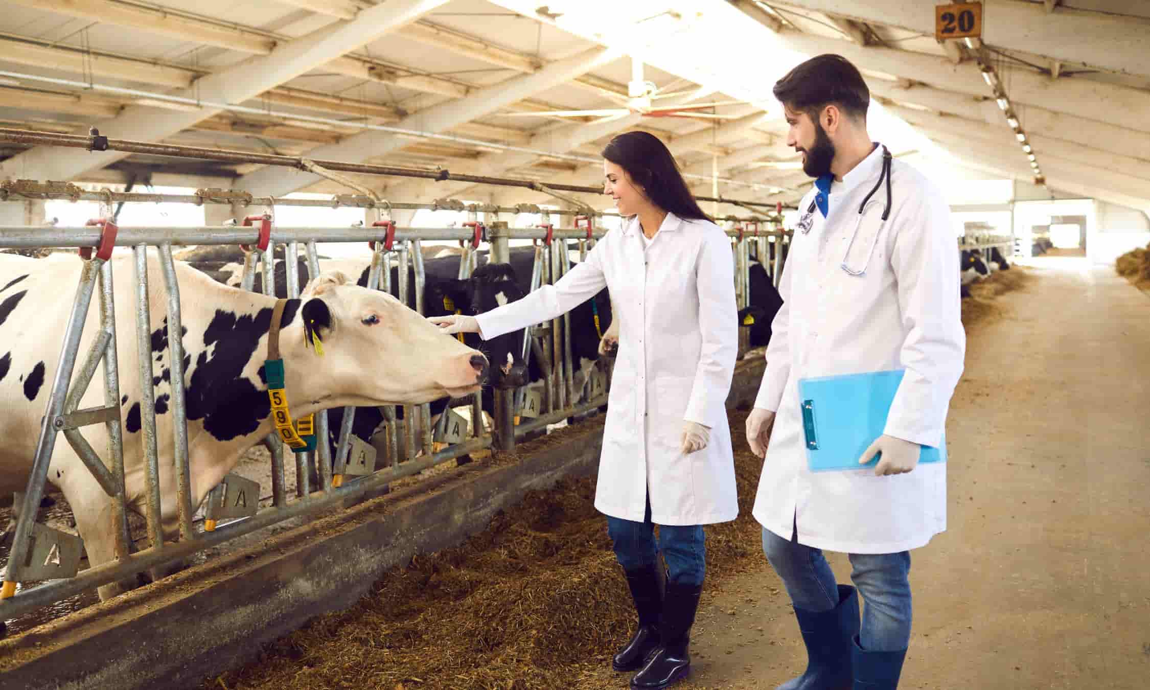 livestock export companies