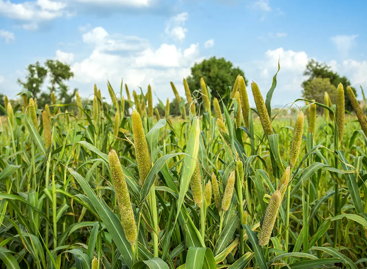 pearl millet crop advance cover crops1